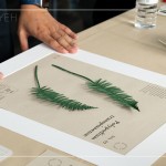 將紙蕨黏至底紙上，再黏上裱框紙，裱成框畫(huà)，增添深度感，作為家中裝飾，妝點(diǎn)綠意。