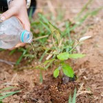 脫離盆栽後，最後一次的人為澆水，回歸大自然後，就需靠樹(shù)苗們獨(dú)立生長(zhǎng)，吸收大自然的陽(yáng)光、雨水，期盼健康長(zhǎng)大。