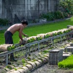 一捲捲的秧苗，在秧苗輸送機(jī)上，方便農(nóng)民從較遠(yuǎn)處的秧苗場輸送，可節(jié)省人力與時(shí)間。