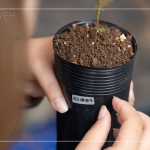 將大肚山原生種的植物標(biāo)籤貼於黑軟盆上緣，方便隨時(shí)記錄成長大小與數(shù)量。