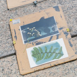 將擺放好素材的明信片，曝曬在太陽下約5~6分鐘，被植物與花卉覆蓋的部分將呈現(xiàn)白色，而未覆蓋的區(qū)域則會顯現(xiàn)出深邃的藍(lán)影。