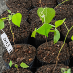 『生態(tài)植樹』選擇百種以上大肚山在地的原生樹種為主要培育對象，以符合原生態(tài)系統(tǒng)，『遺傳多樣性』種植的樹苗專案培育，以確保野生樹木基因庫的保育。