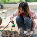 將分盆好的樹苗放置育苗方盤中，將這些剛搬新家的小樹苗們澆點(diǎn)水，後續(xù)統(tǒng)一放在中央培育區(qū)，慢慢長大。