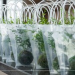 臺(tái)灣小小島嶼，富有700多種蕨類植物，60多種為臺(tái)灣原生種，致上『銀脈鳳尾蕨苔球』，為這場(chǎng)紙蕨手作時(shí)光，增添更多綠藝氣息。