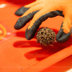 將自然掉落的楓香拾起，將果實(shí)中帶刺狀的種子一根根挑起，配上優(yōu)雅的小串珠，化身為最「在地」的果實(shí)小吊飾。