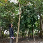 新業(yè)選樹條件相當(dāng)多，像這棵大花紫薇要看花期、排水率與落葉狀況，希望能提供住戶最理想愜意的森活環(huán)境。