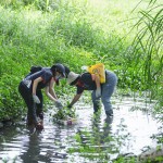 當(dāng)天除了撿拾垃圾，也將河裡的外來種植物移除，水芙蓉、布袋蓮──過去因為花形美麗而被引進臺灣，如今過度的繁殖影響水流，也排擠原生物種的棲息環(huán)境。