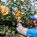 採收時，農民滿懷期待的拆開套袋，看到了一顆顆健康飽滿的梨子，這一年多少的辛勞都值得了！