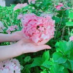 因繡球花一蒂有八蕊，狀似八仙相聚，因此獲「八仙花」之名。