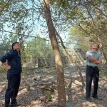 簡福榮總經(jīng)理（圖右）與吳志輝建築師（圖左），各自從不同方向繞樹觀察評估，並想像著未來住戶在樹下抬頭望見的景象。