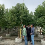 替樟樹量量身高，掌握生長(zhǎng)狀況。