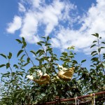 山嵐、雲霧、烈陽、雨霖的相伴，遍部在山間園裡，是一包包、一串串的結晶。