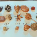 這些小小果實(shí)種子您認(rèn)得哪些呢？