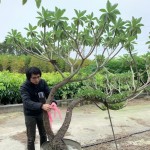 雀屏中選後的白水木，在腰間綁上紅絲帶作為標(biāo)示，「歡迎加入新業(yè)的大家庭，今後也要好好生長(zhǎng)喔！」