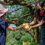 新業(yè)同仁小心翼翼地捧住梨子，遞給下方的守門員，就像是心傳心，默契盡在不言中。