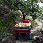 隨著搬運車的引擎轟隆隆地發(fā)動，行駛在山間顛簸的小徑上，已被裝箱的梨子正準備滿載而歸。