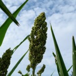 在晴空萬(wàn)里微風(fēng)輕輕吹拂下，結(jié)實(shí)累累的高粱穗花在風(fēng)中恣意地?fù)u擺，是舒爽怡人的金門日常。