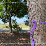 風(fēng)和日麗的冬日，新業(yè)職人團(tuán)隊(duì)來到彰化縣溪州鄉(xiāng)、田尾鄉(xiāng)，為『築願景』嚴(yán)選心中理想的樹木。