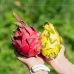 火龍果屬於外來品種，最早是由荷蘭引進(jìn)，產(chǎn)季為每年三月到十一月，當(dāng)天品嚐『紅皮紅肉種』、『紅皮白肉種』，以及產(chǎn)量較少但甜度更高的『黃皮白肉種』。