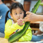 擷取火龍果的一小段莖，近距離觀察表面的尖刺、外觀紋理，經(jīng)由觸摸連結(jié)植物的生長記憶。