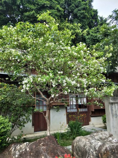 流蘇花季，帶來一場浪漫的四月雪