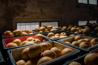 新業(yè)心故事｜與梨共好，與梨相遇